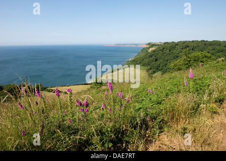 Jurassic Coast an Weston-Mündung in der Nähe von Sidmouth an einem schönen hohen Sommertag mit Fingerhut Blüte mit blauen Himmel und Wolken Stockfoto