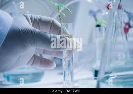 Wissenschaftler halten Reagenzglas mit Keimling Stockfoto