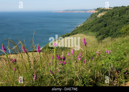 Fingerhut blühen auf Jurassic Coast, Klippen und Felder bei Weston Mund in der Nähe von Sidmouth an einem schönen Sommertag Stockfoto