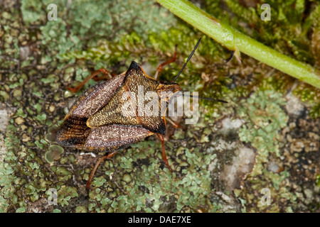 Mediterrane Stink Bug, rotes Schild Bug, Schädel Schild-Bug (Carpocoris Fuscispinus, Carpocoris Mediterraneus Atlanticus), sitzt auf lichened Felsen Stockfoto