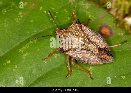 Mediterrane Stink Bug, rotes Schild Bug, Schädel Schild-Bug (Carpocoris Fuscispinus, Carpocoris Mediterraneus Atlanticus), sitzt auf einem Blatt Stockfoto