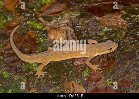 glatte Newt (Triturus Vulgaris, Lissotriton Vulgaris), sitzen auf feuchtem Laub in terrestrischen Kleid, Deutschland Stockfoto