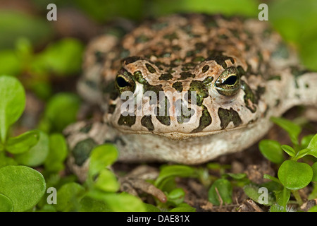 Grüne Kröte, bunte Kröte (Bufo Viridis), sitzen bei Kleinanlagen, Deutschland Stockfoto