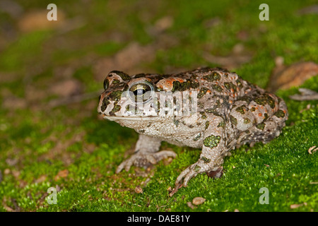 Grüne Kröte, bunte Kröte (Bufo Viridis), sitzt auf bemoosten Felsen, Deutschland Stockfoto