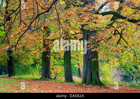 gemeinsamen Pferd Kastanie (Aesculus Hippocastanum), Gasse im Herbst, Deutschland Stockfoto