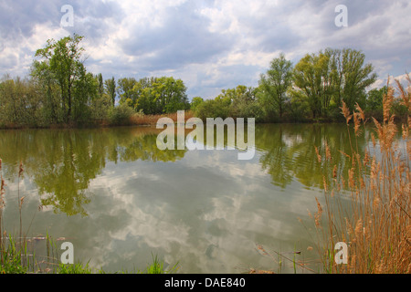 Oxbow See Altrhein im Frühjahr, Deutschland Stockfoto