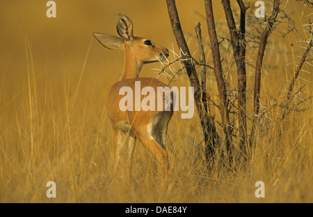 Steinböckchen (Raphicerus Campestris), stehend im trockenen Savanne, Südafrika, Kalahari Stockfoto