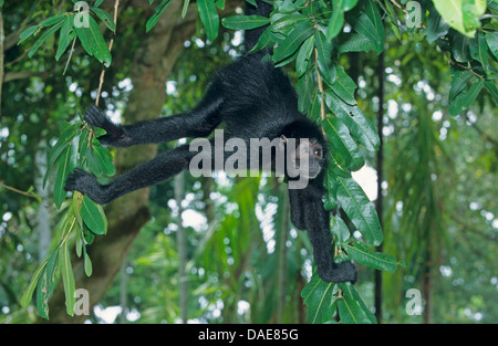 schwarzer Klammeraffe (Ateles Paniscus), Fernsehen in einem Baum Stockfoto