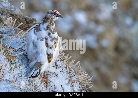 Rock, Schneehuhn, Schnee-Huhn (Lagopus Mutus), Männlich, sitzt auf einem Felsen im vergänglichen Gefieder, Schweiz, Alpstein, Säntis Stockfoto