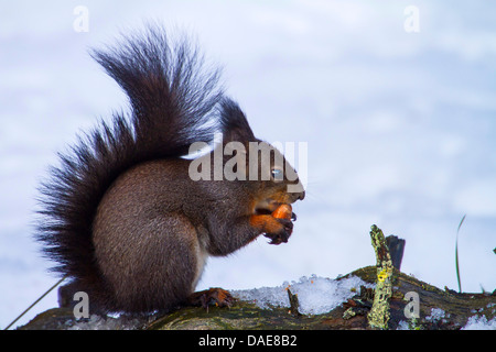 Europäische Eichhörnchen, eurasische rote Eichhörnchen (Sciurus Vulgaris), eine Haselnuss, Schweiz, Bündner Nibbeln Stockfoto