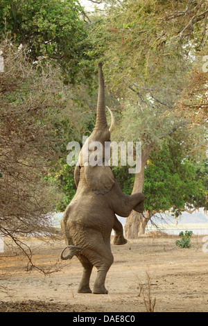 Elefant stehend auf Hinterbeinen, Mana Pools Nationalpark, Simbabwe, Afrika Stockfoto