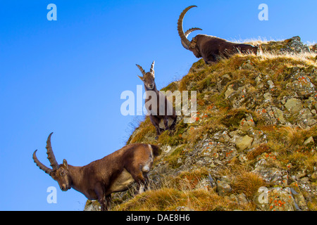 Alpensteinbock (Capra Ibex), drei Steinböcke am Hang, der Schweiz, Alpstein Säntis Stockfoto