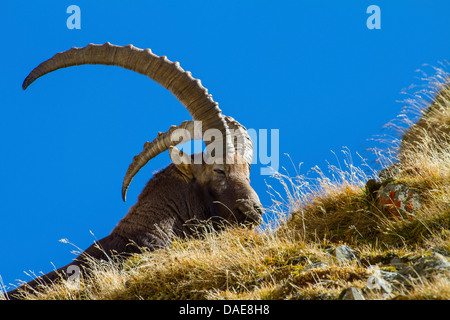 Alpensteinbock (Capra Ibex), an einem Hang, Sonnenbaden, Schweiz, Alpstein, Säntis Stockfoto