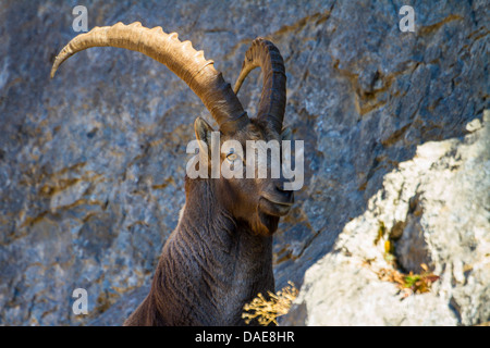 Alpensteinbock (Capra Ibex), am Hang, der Schweiz, Toggenburg, Chaeserrugg Stockfoto