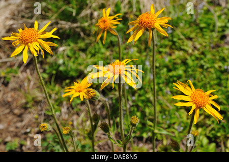 Europäische Arnika (Arnica Montana) blüht, Italien, Südtirol, Dolomiten Stockfoto