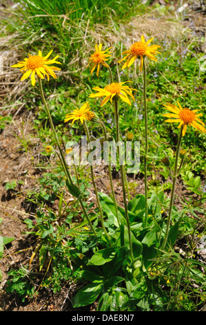 Europäische Arnika (Arnica Montana) blüht, Italien, Südtirol, Dolomiten Stockfoto