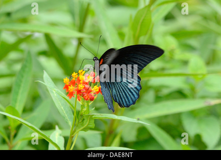 wunderschöner großer Mormone Schmetterling (Papilio Memnon) auf Blume in der Nähe der Straße-Schiene Stockfoto