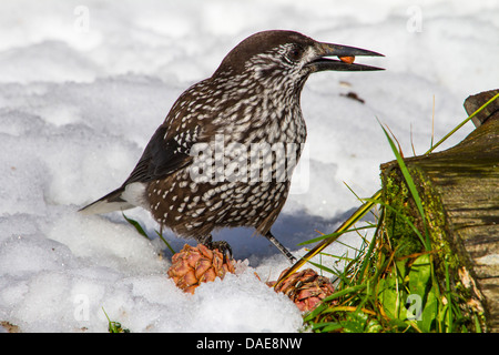 Gefleckte Tannenhäher (Nucifraga Caryocatactes), sitzen im Schnee ernähren sich von Pinienkernen, Graubündens, der Schweiz, Arosa Stockfoto