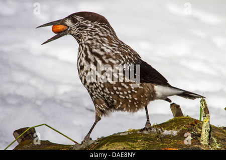 Gefleckte Tannenhäher (Nucifraga Caryocatactes), im Winter mit einer Haselnuss im Schnabel, Graubündens, der Schweiz, Arosa Stockfoto