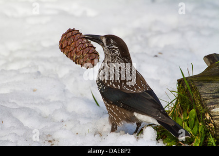 Gefleckte Tannenhäher (Nucifraga Caryocatactes), sitzen im Schnee mit einem Tannenzapfen im Schnabel, Graubündens, der Schweiz, Arosa Stockfoto