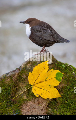 Wasseramseln (Cinclus Cinclus), sitzt auf einem bemoosten Felsen am Ufer, Deutschland, Baden-Württemberg Stockfoto