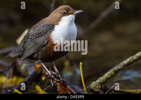 Wasseramseln (Cinclus Cinclus), sitzt auf einem Ast, Deutschland, Baden-Württemberg, Bad Urach Stockfoto