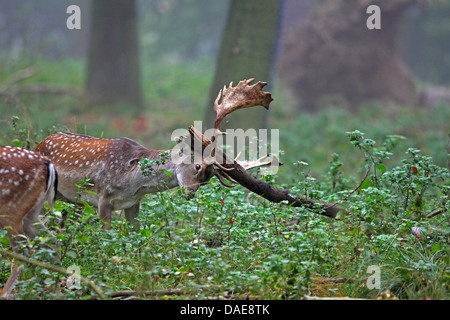 Damhirsch (Dama Dama, Cervus Dama), Hirsch fegt das Geweih an einem Toten Seitenarm in einem lichten Wald, Dänemark Stockfoto