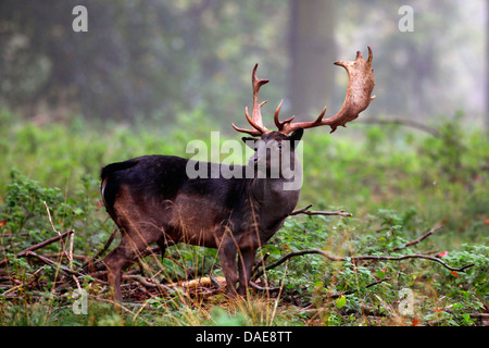 Damhirsch (Dama Dama, Cervus Dama), Hirsch (schwarze Phänotyp) stehen in einem lichten Wald, Dänemark Stockfoto