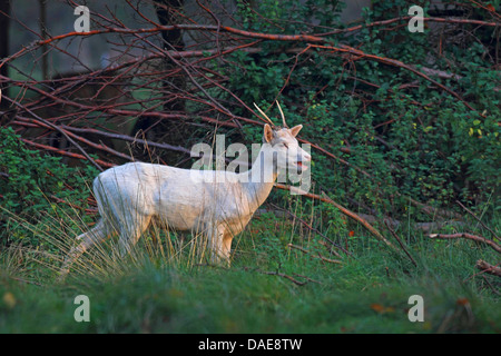 Damwild Hirsche (Dama Dama, Cervus Dama), junger Hirsch (weiße Phänotyp) stehen an einem Waldrand, Dänemark Stockfoto