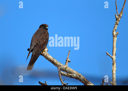 Eleonora von Falke (Falco Eleonorae), auf einem Ast, Dunkelphase, Griechenland, Lesbos Stockfoto