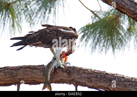 Fischadler, Fisch Hawk (Pandion Haliaetus), sitzt in einem Baum Fütterung einen gefangenen Fisch, USA, Florida Stockfoto