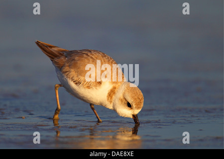 Rohrleitungen-Regenpfeifer (Charadrius Melodus), auf der Suche nach Nahrung in der Gezeiten Wohnung, USA, Florida Stockfoto