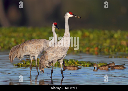 Sandhill Kran (Grus Canadensis), paar, stehen im flachen Wasser, USA, Florida Stockfoto