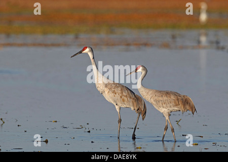 Sandhill Kran (Grus Canadensis), paar, stehen im flachen Wasser, USA, Florida Stockfoto