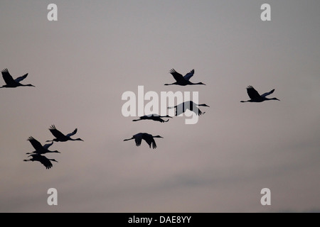 Sandhill Kran (Grus Canadensis), fliegen Herde nach Sonnenuntergang, USA, Florida Stockfoto