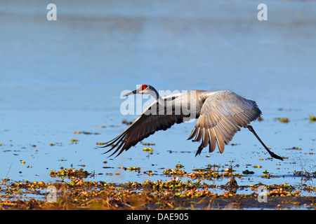 Sandhill Kran (Grus Canadensis), von einem Seeufer, USA, Florida Stockfoto