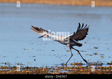 Sandhill Kran (Grus Canadensis), von einem Seeufer, USA, Florida Stockfoto