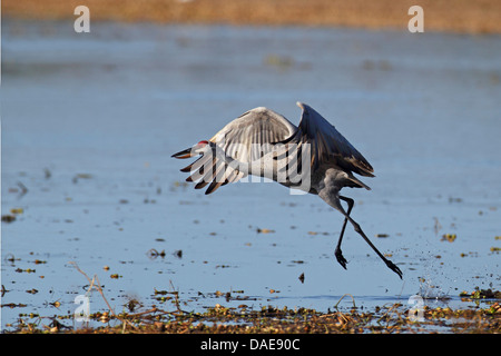 Sandhill Kran (Grus Canadensis), von einem Seeufer, USA, Florida Stockfoto