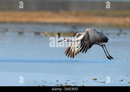 Sandhill Kran (Grus Canadensis), von einem Seeufer, USA, Florida Stockfoto