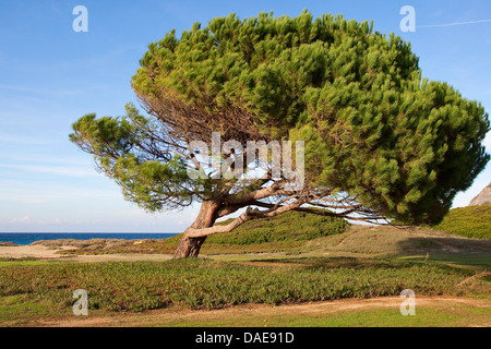 Zirbenholz, italienische Pinie, Schirm-Kiefer (Pinus Pinea), windgepeitschten Regenschirm Pinien am Strand, Italien Stockfoto