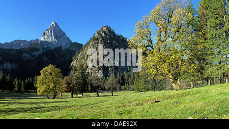 Blick zum Geiselstein in den Ammergauer Alpen im Herbst, Deutschland, Bayern, Oberbayern, Oberbayern, Wankerfleck Stockfoto