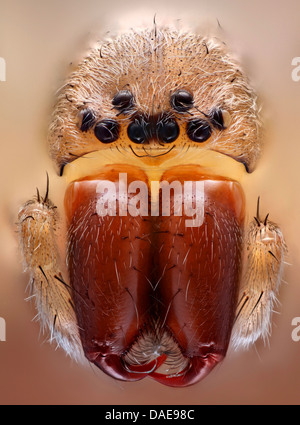gemeinsamen europäischen Haus Spinne weniger Haus Spinne, Scheune Trichter Weaver (Tegenaria spec.), Gesicht einer Haus-Spinne mit schwärzlich, Pedipalpen ein Ozellen, Deutschland Stockfoto