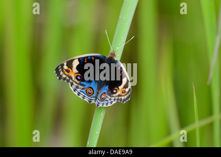 schöne blaue Stiefmütterchen Schmetterling (Iunonia Orithya) auf Blatt in der Nähe der Straße-Schiene Stockfoto