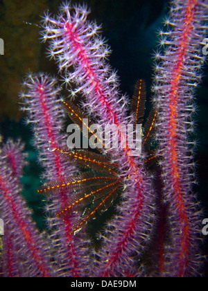 einzelne Korallen am Korallenriff, Ägypten, Rotes Meer Stockfoto