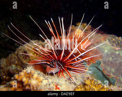 radiale Firefish, Longhorn Firefish, Clearfin Turkeyfish (Pterois Radiata), auf der Suche nach Essen im Korallenriff, Ägypten, Rotes Meer Stockfoto