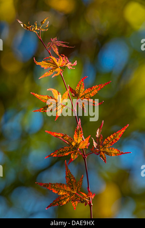 Japanischer Ahorn (Acer Japonicum), Blätter im Herbst Stockfoto