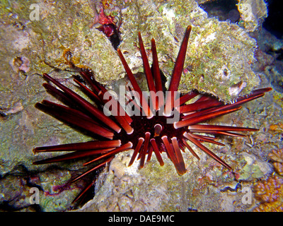 Schiefer Bleistift Urchin (Heterocentrotus Mammillatus), am Korallenriff, Ägypten, Rotes Meer Stockfoto