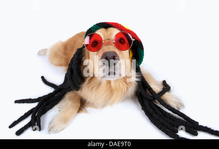 Studioportrait von golden Retriever tragen Dreadlocks und Sonnenbrillen Stockfoto