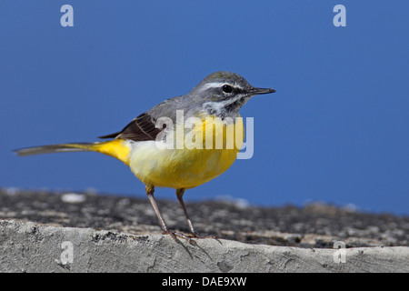 Gebirgsstelze (Motacilla Cinerea), männliche sitzt auf einer Mauer, Kanarische Inseln, La Palma Stockfoto