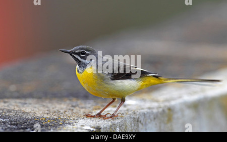 Gebirgsstelze (Motacilla Cinerea), männliche sitzt auf einer Mauer, Kanarische Inseln, La Palma Stockfoto